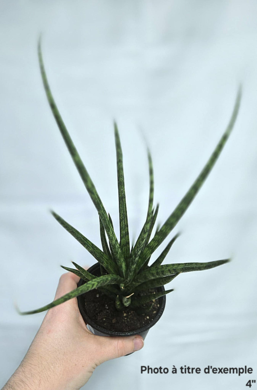 Sansevière fernwood natural