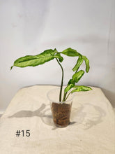 Charger l&#39;image dans la galerie, Syngonium three kings
