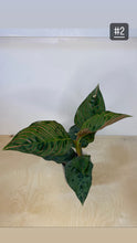 Charger l&#39;image dans la galerie, Aglaonema Red army
