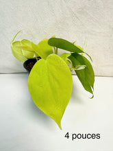 Load image into Gallery viewer, Philodendron lemon lime
