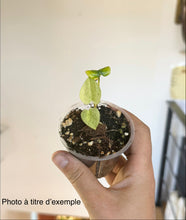 Charger l'image dans la galerie, Anthurium dark phoenix mint ( TC )
