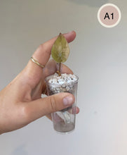 Load image into Gallery viewer, Alocasia Wentii Variegata jeune plant en petit pot transparent avec substrat minéral
