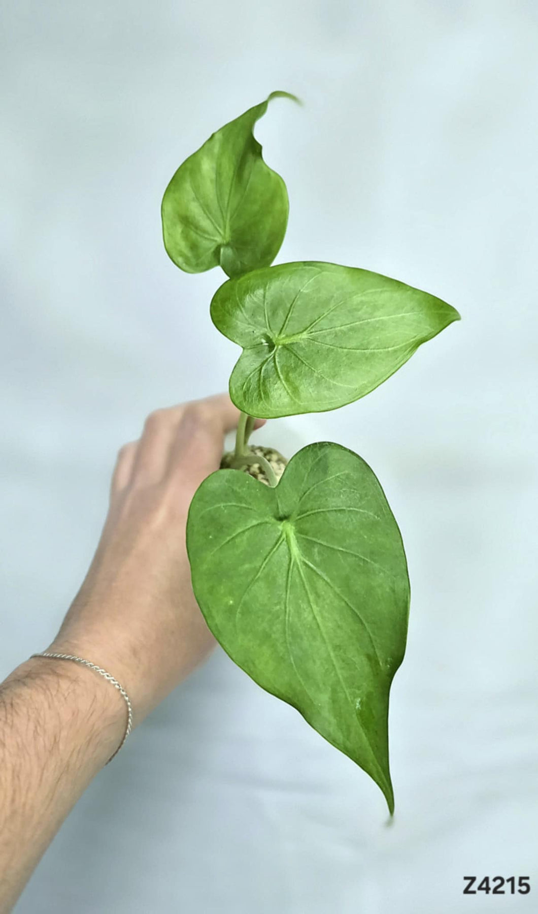 Alocasia Cucullata Albo  Mint #Z4215