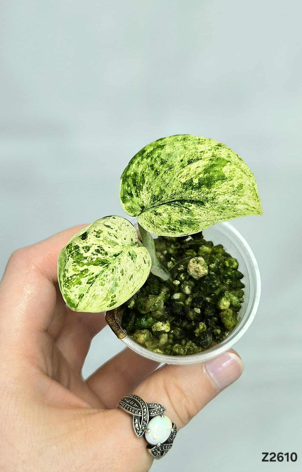 Scindapsus Marble Queen #Z2610