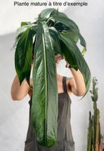 Load image into Gallery viewer, Anthurium Big Bill (TC)
