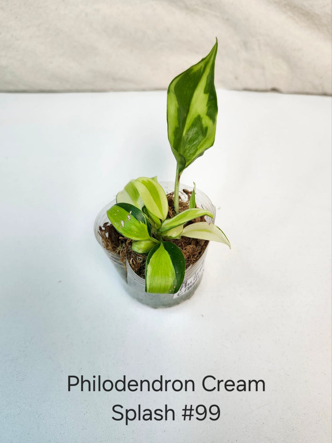 Philodendron cream splash #99