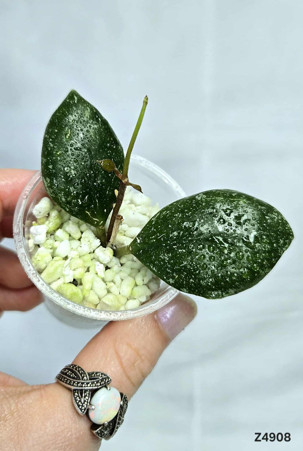 Hoya Caudata Splash ⭐️ #Z4908