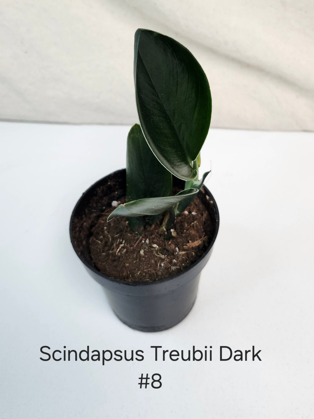 Scindapsus Treubii Dark Form #8