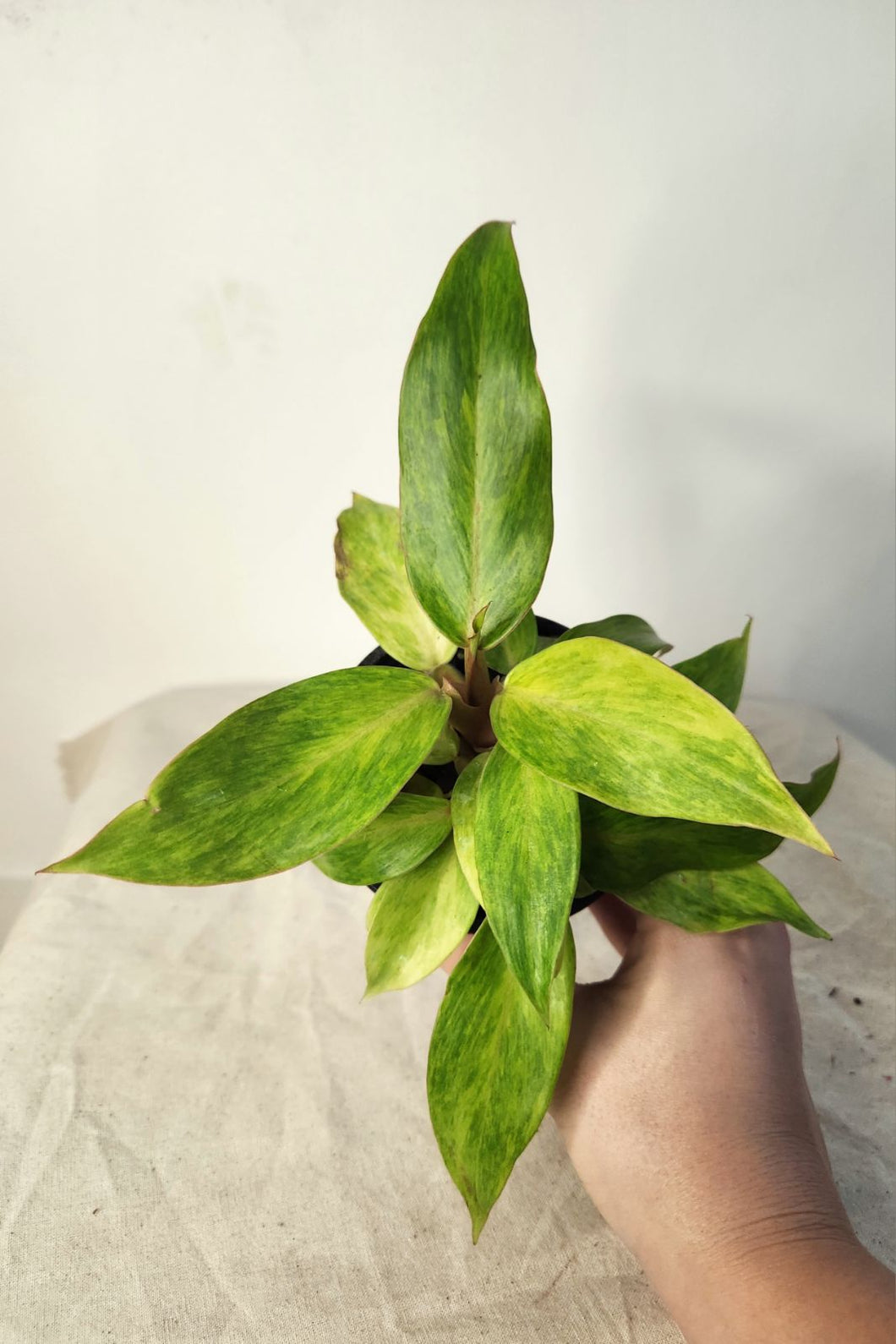 Philodendron quad color