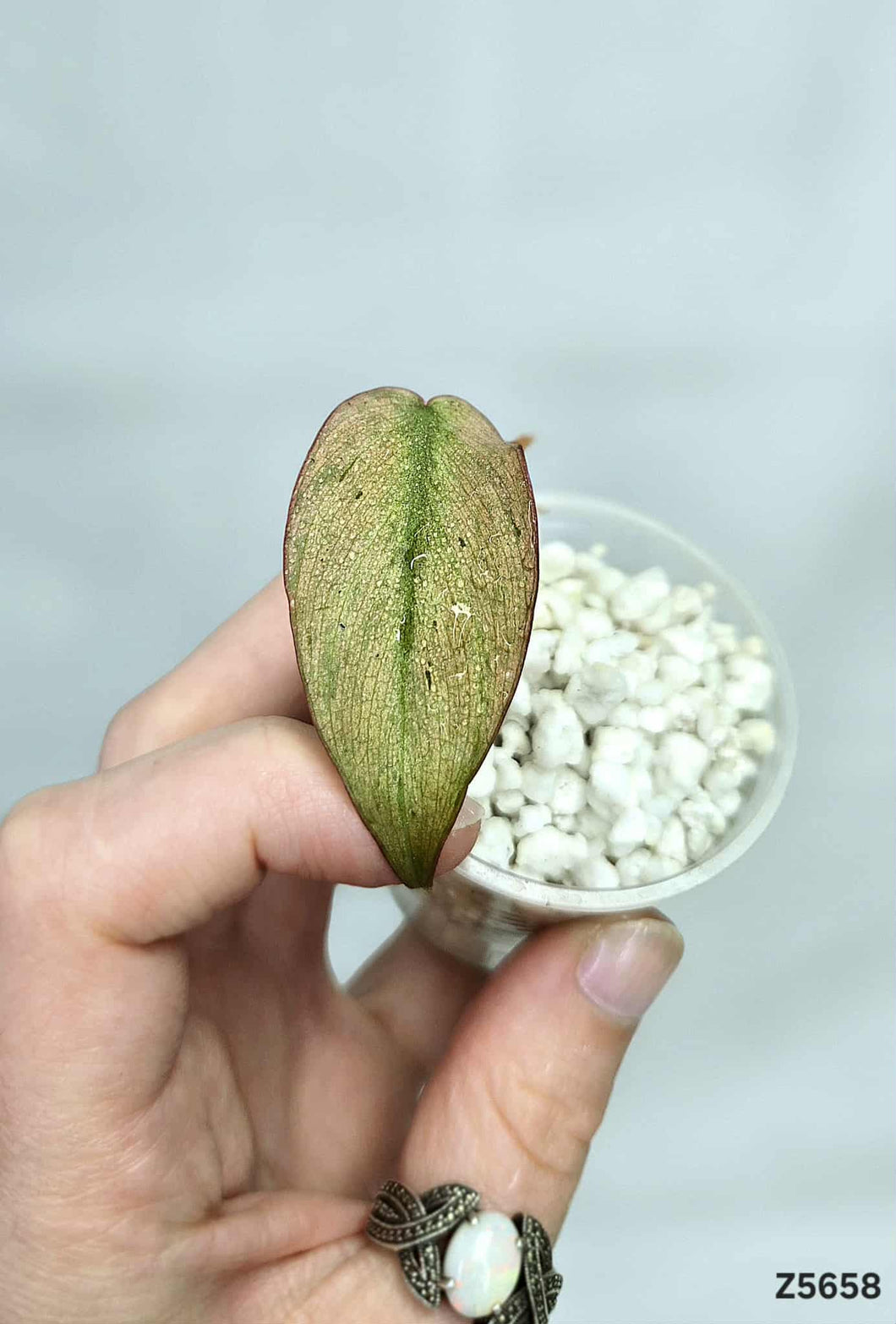 Philodendron Micans Mint #Z5658