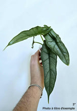 Load image into Gallery viewer, Alocasia dragon breath
