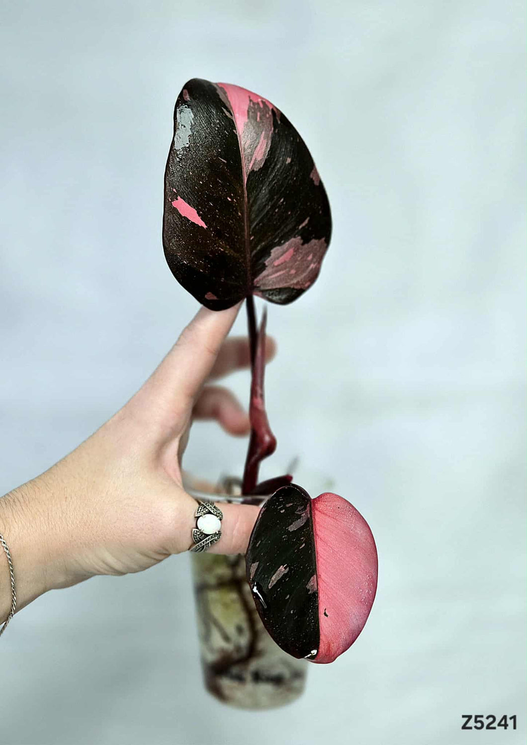 Philodendron Pink Princess Marble King #Z5241