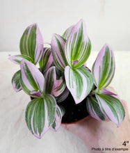 Charger l&#39;image dans la galerie, Tradescantia nanouk
