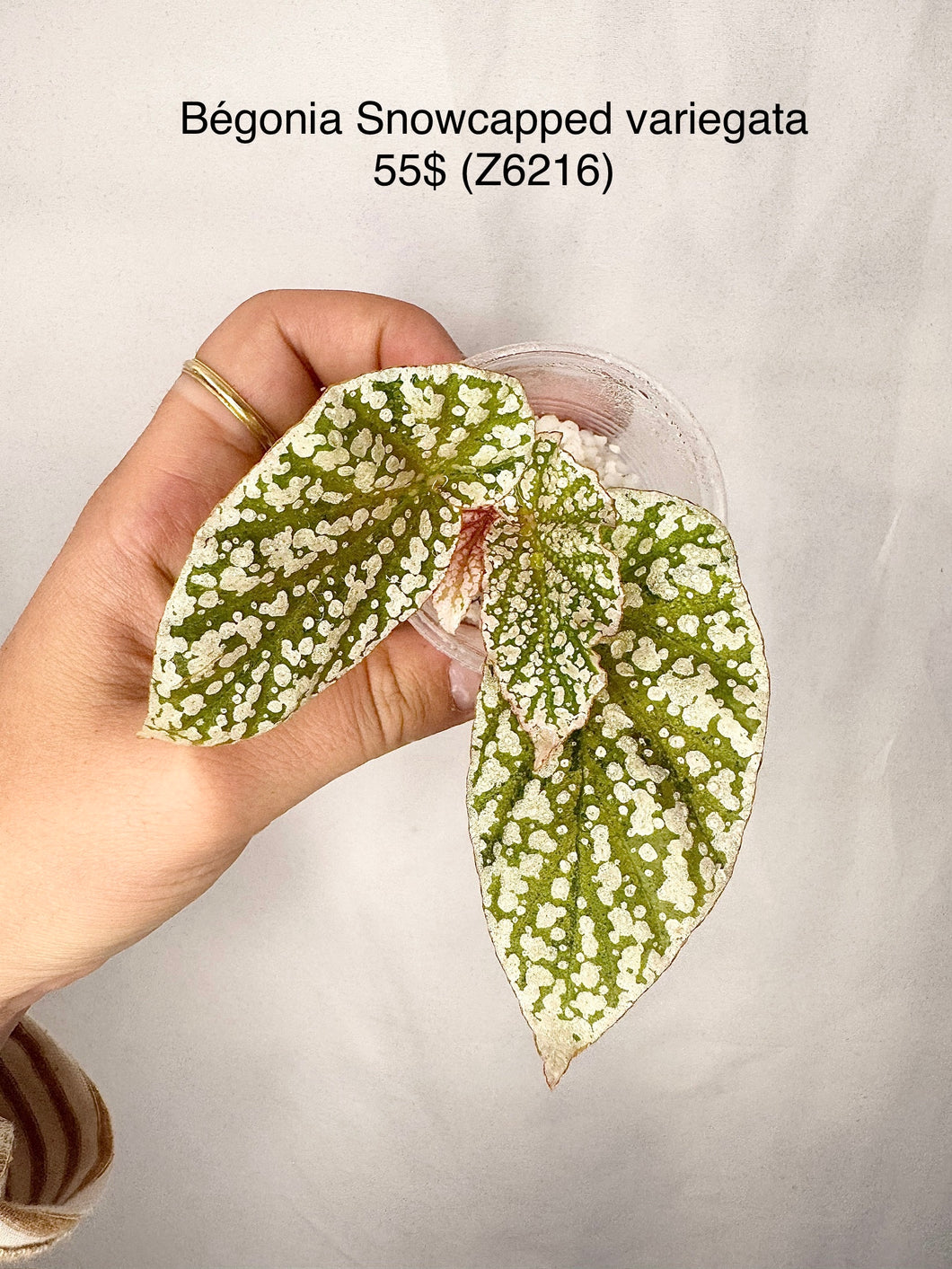 Bégonia Snowcapped variegata Z6216
