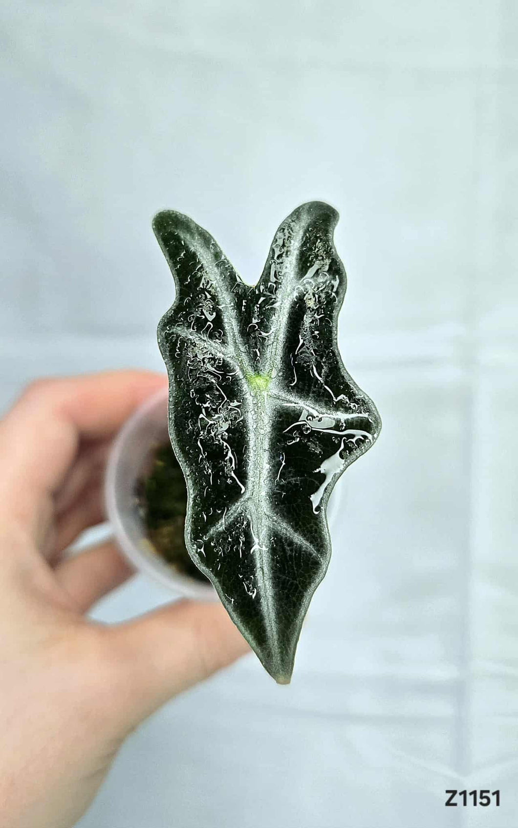 Alocasia Nobilis Silver  #Z1151
