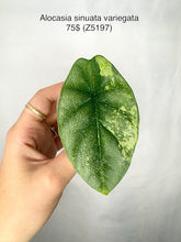 Load image into Gallery viewer, Alocasia Sinuata Variegata #Z5197
