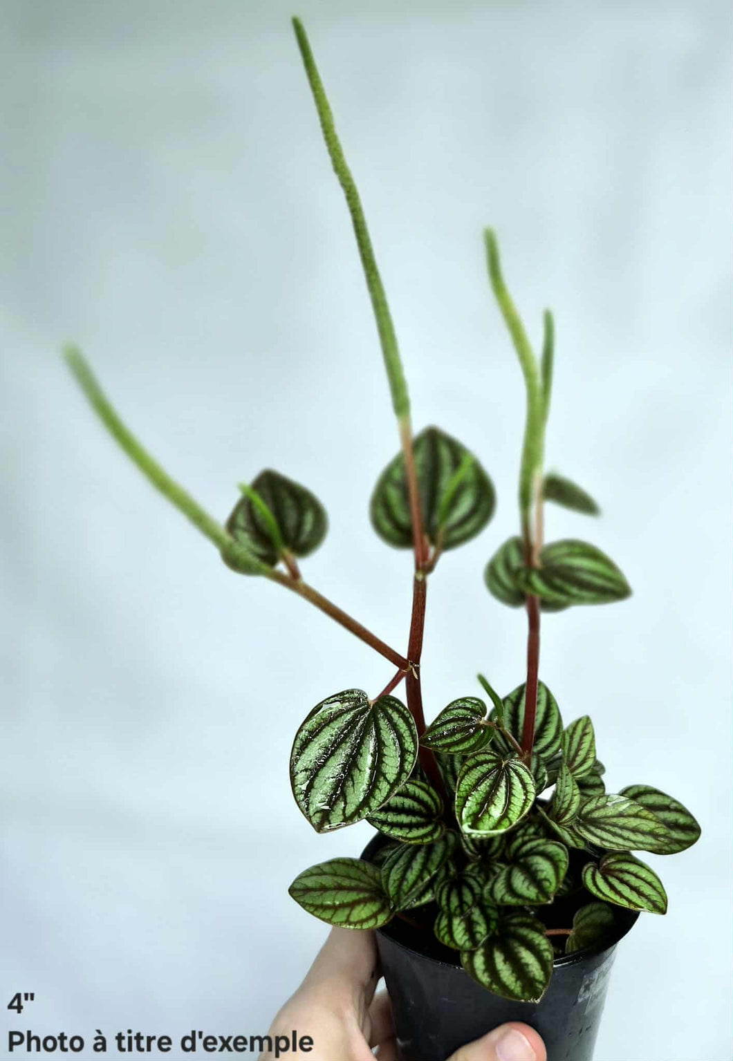 Peperomia Piccolo banda ⭐️