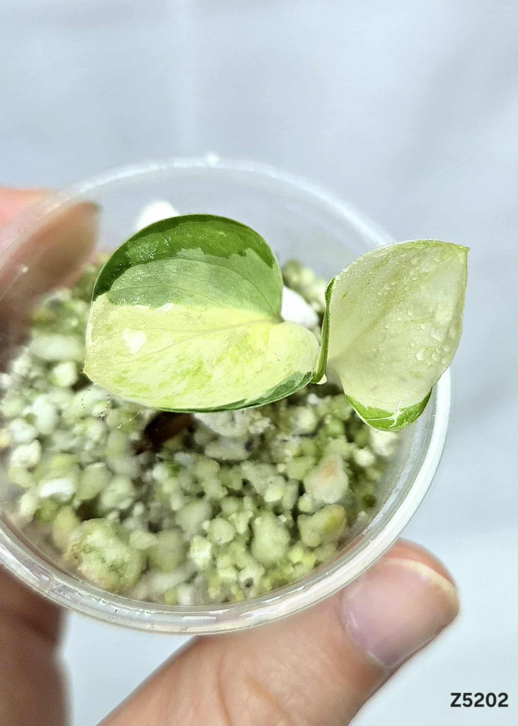 Pothos Manjula #Z5202