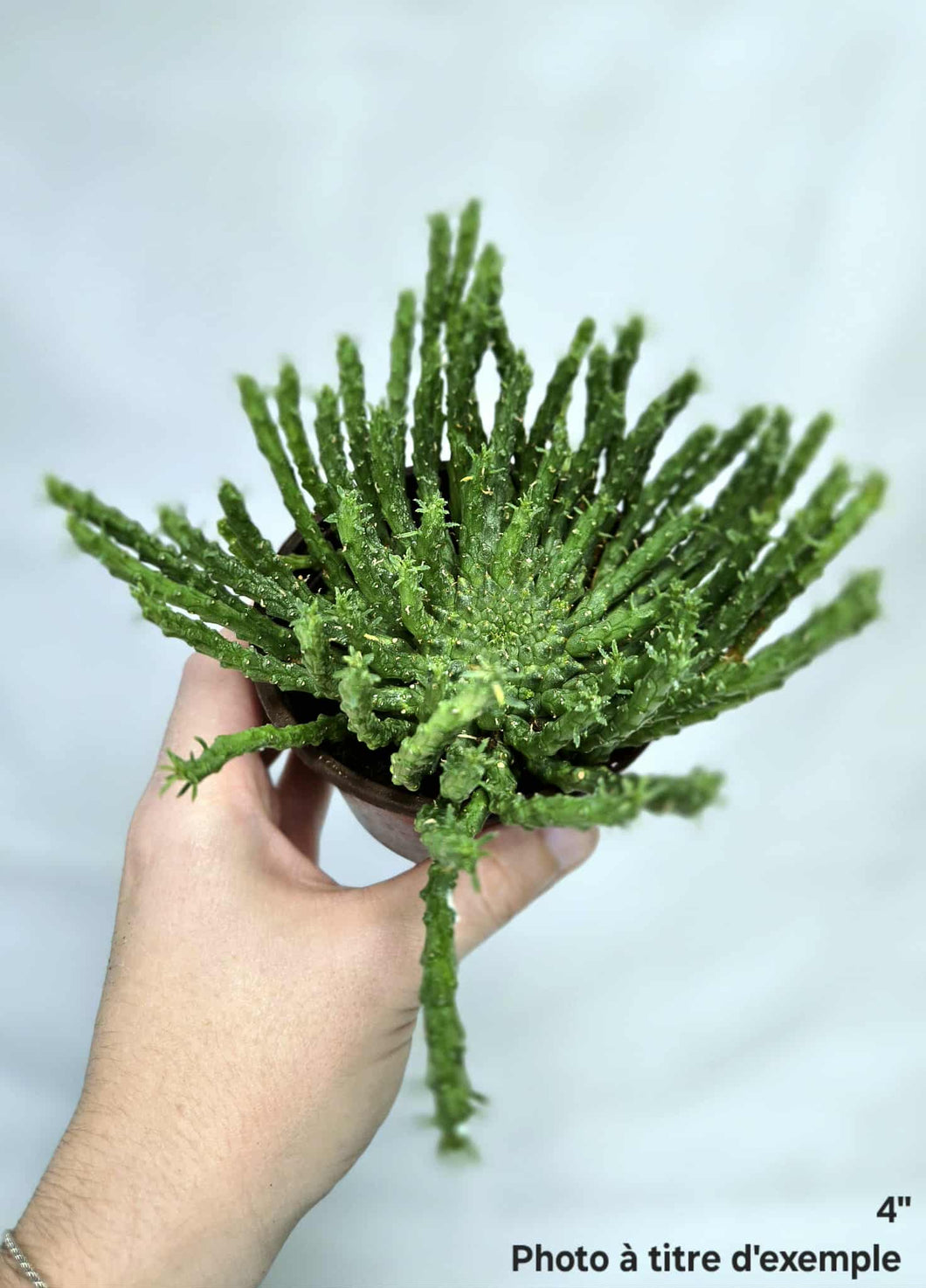 Euphorbia flanaganii