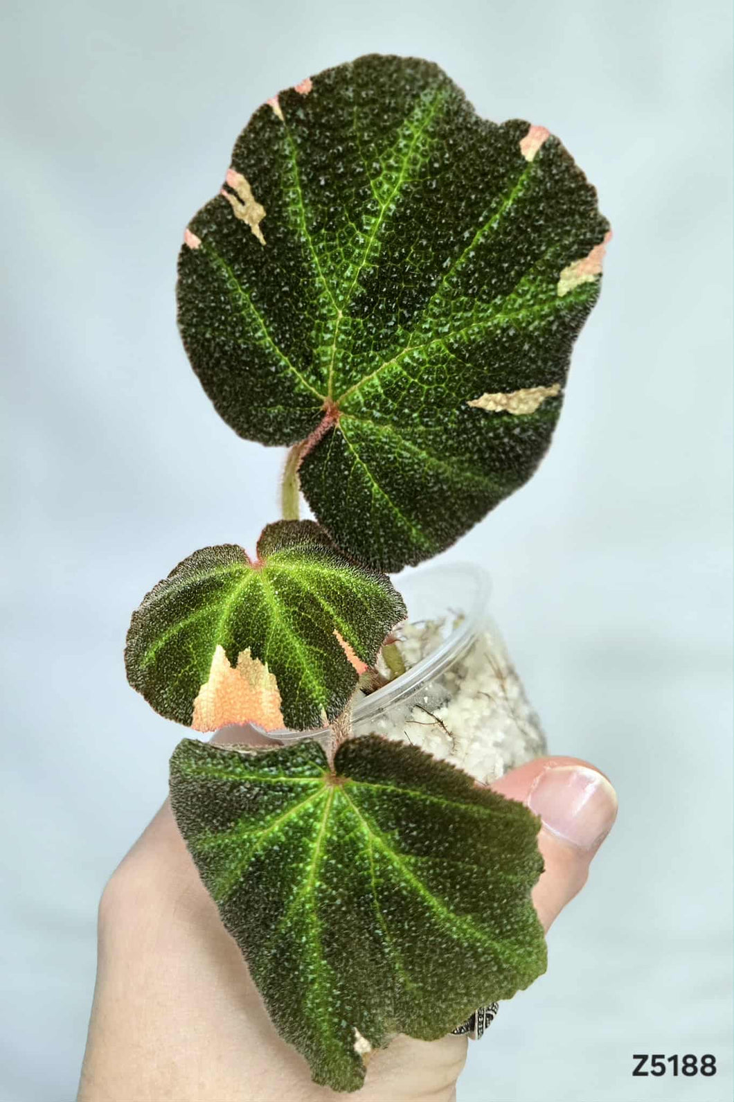Bégonia SoliMutata Variegata #Z5188