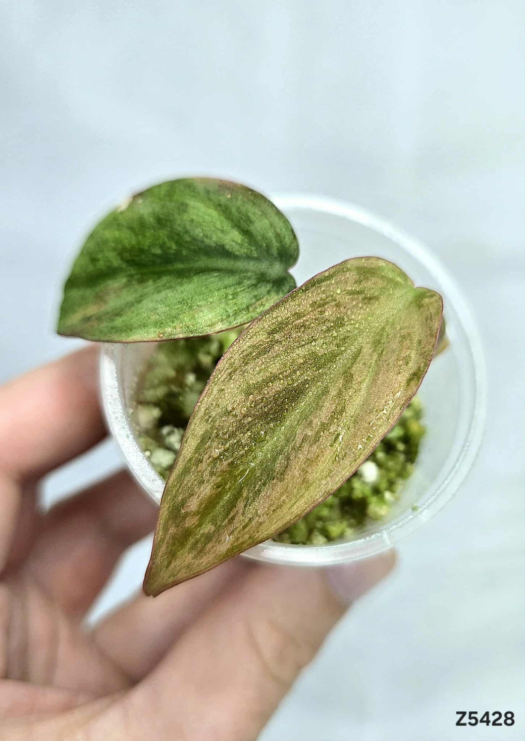 Philodendron Micans Mint #Z5428