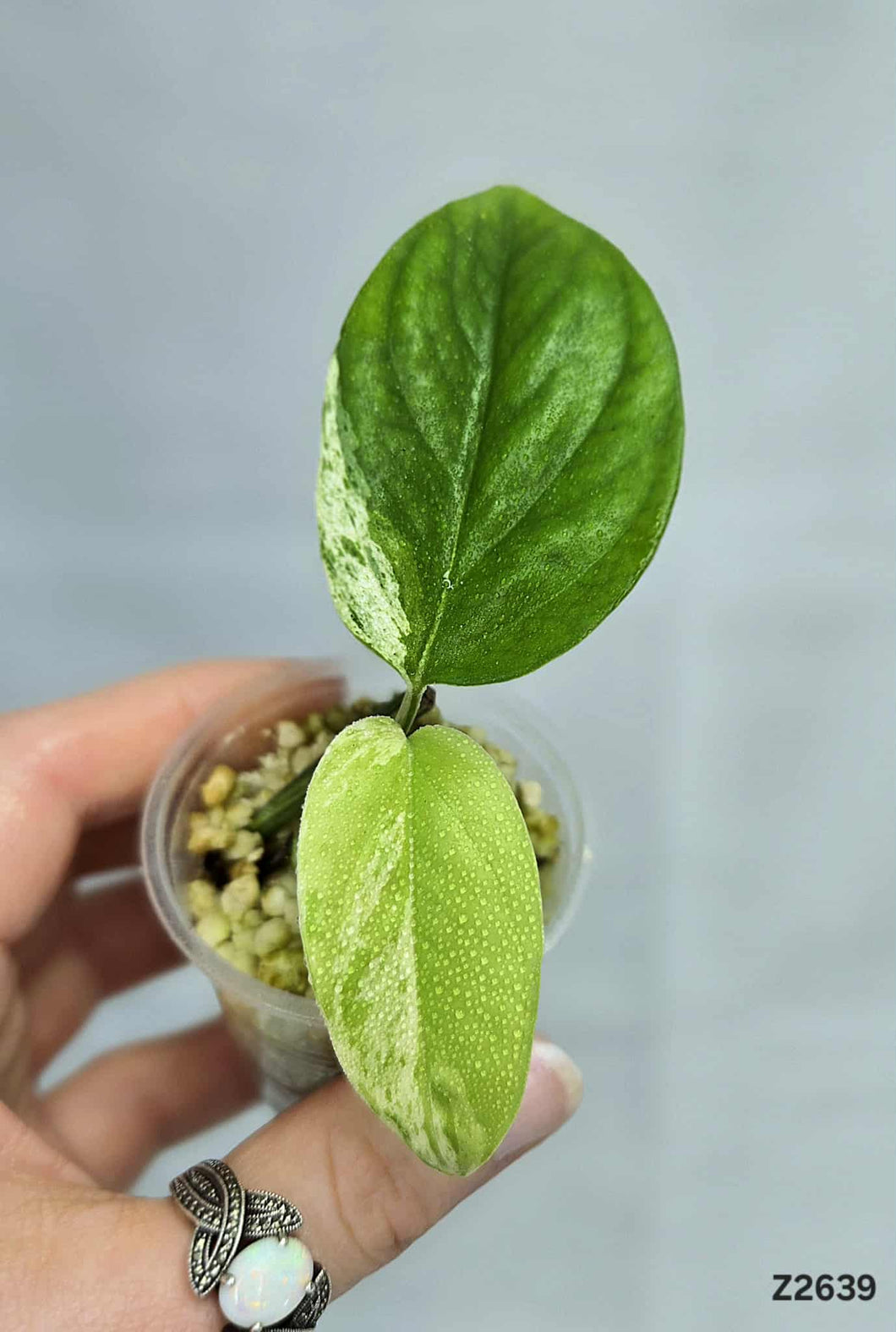 Epipremnum Pinnatum Marble #Z2639