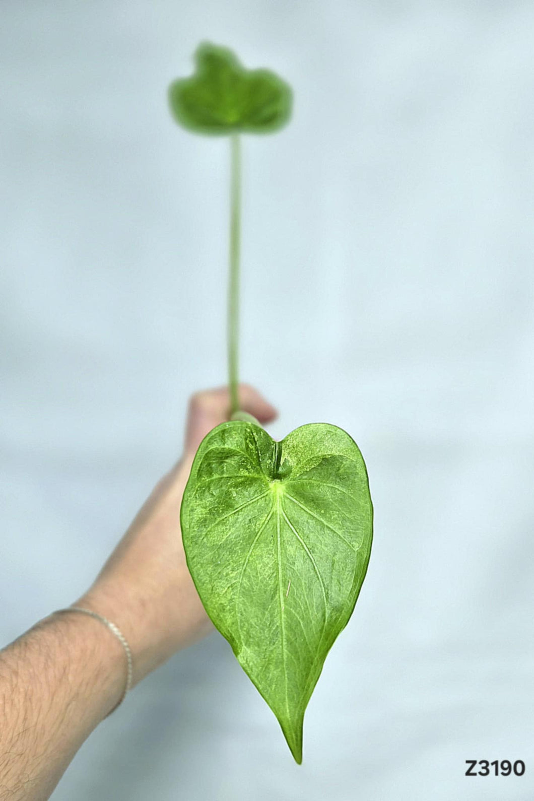 Alocasia Cucullata Albo Mint #Z3190