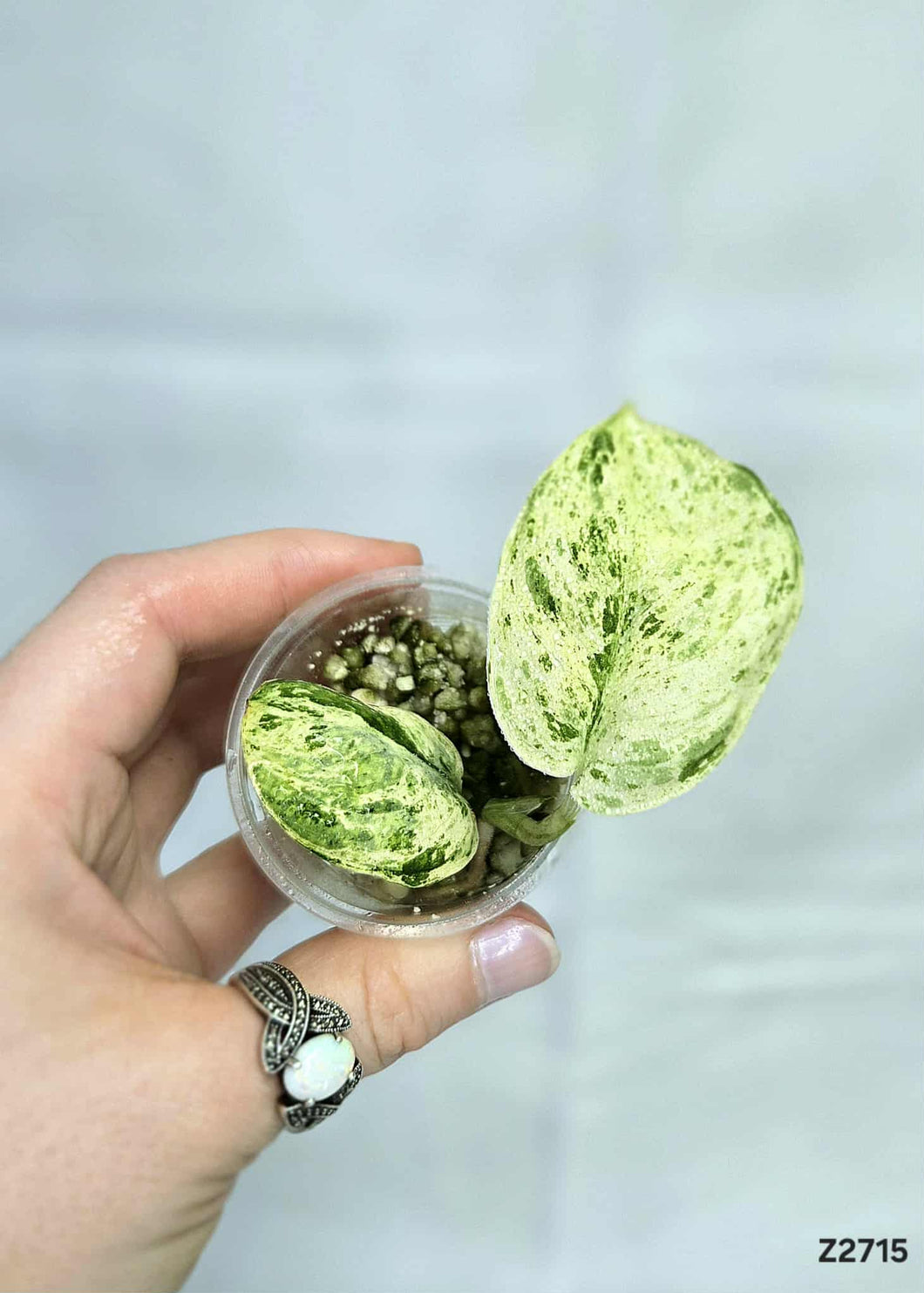 Scindapsus Marble Queen #Z2715