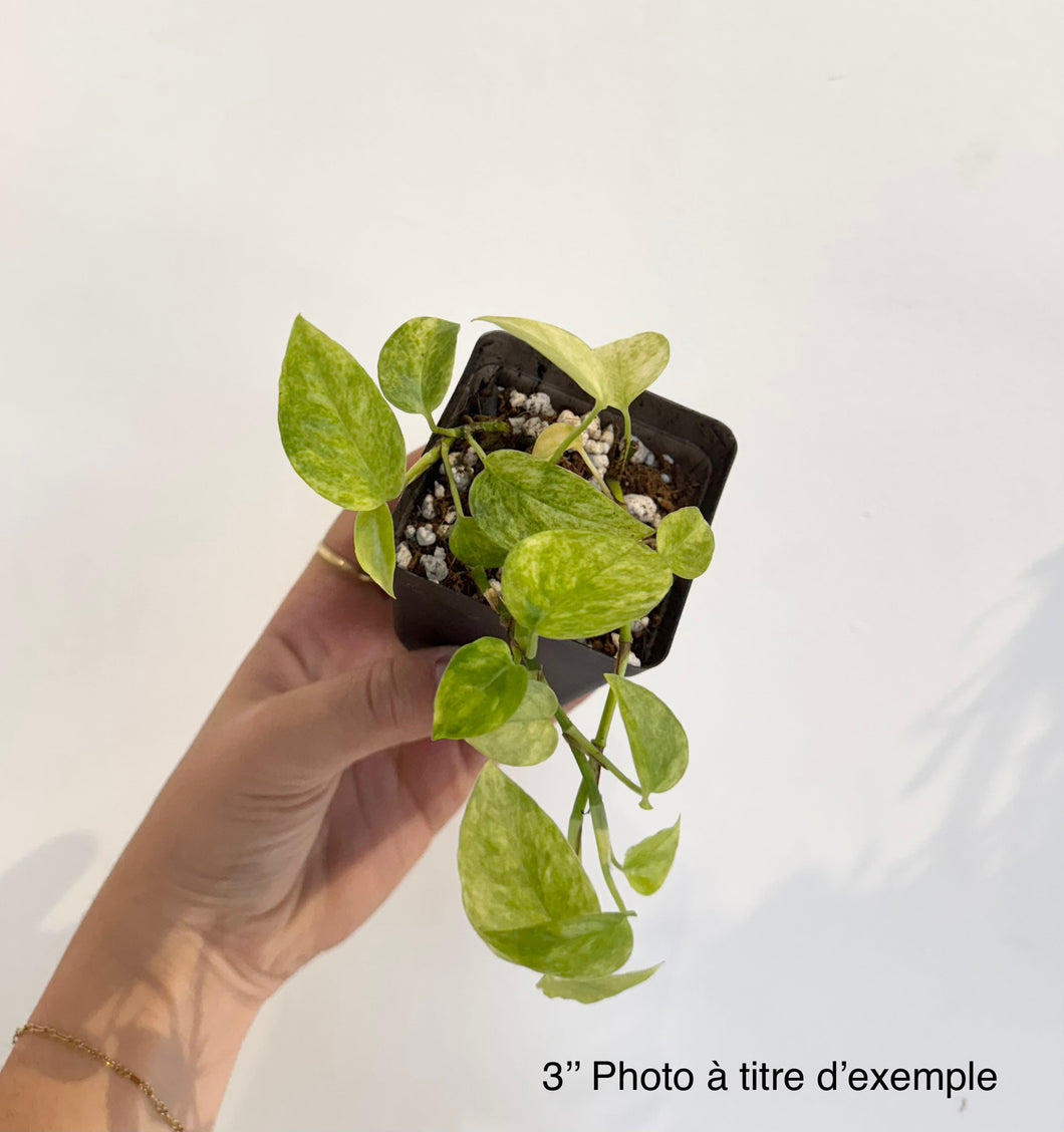 Epipremnum Yellow Star