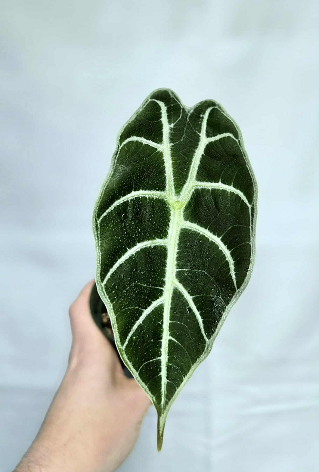 Alocasia Watsoniana
