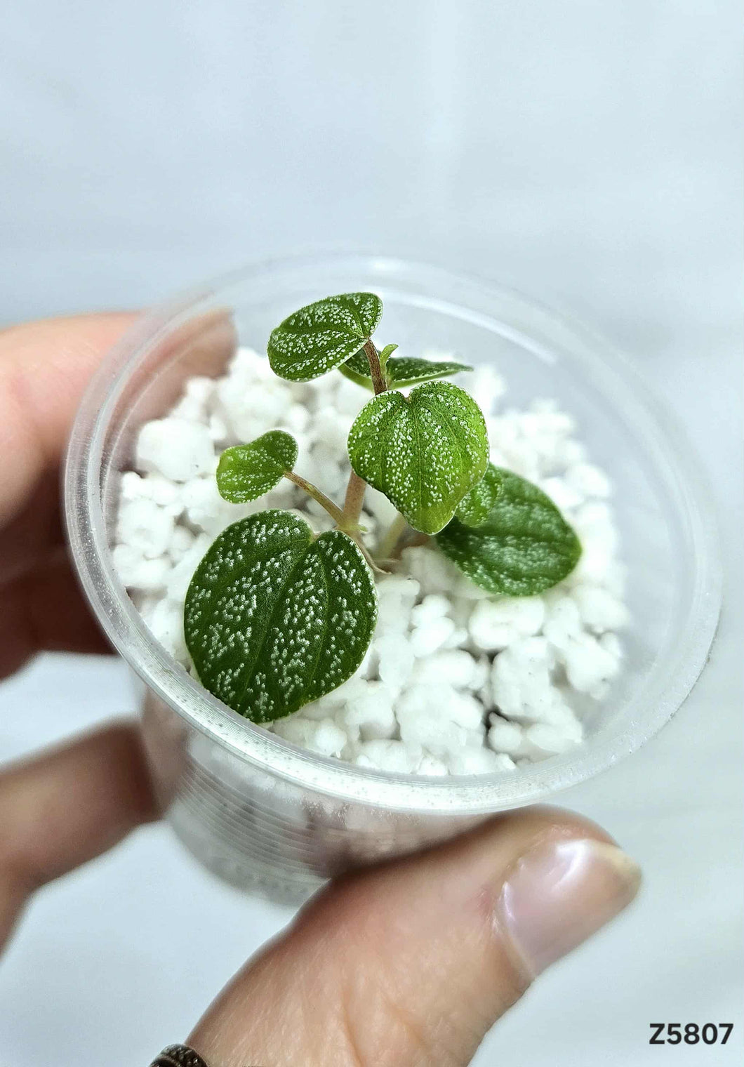 Peperomia Antoniana Green #Z5807
