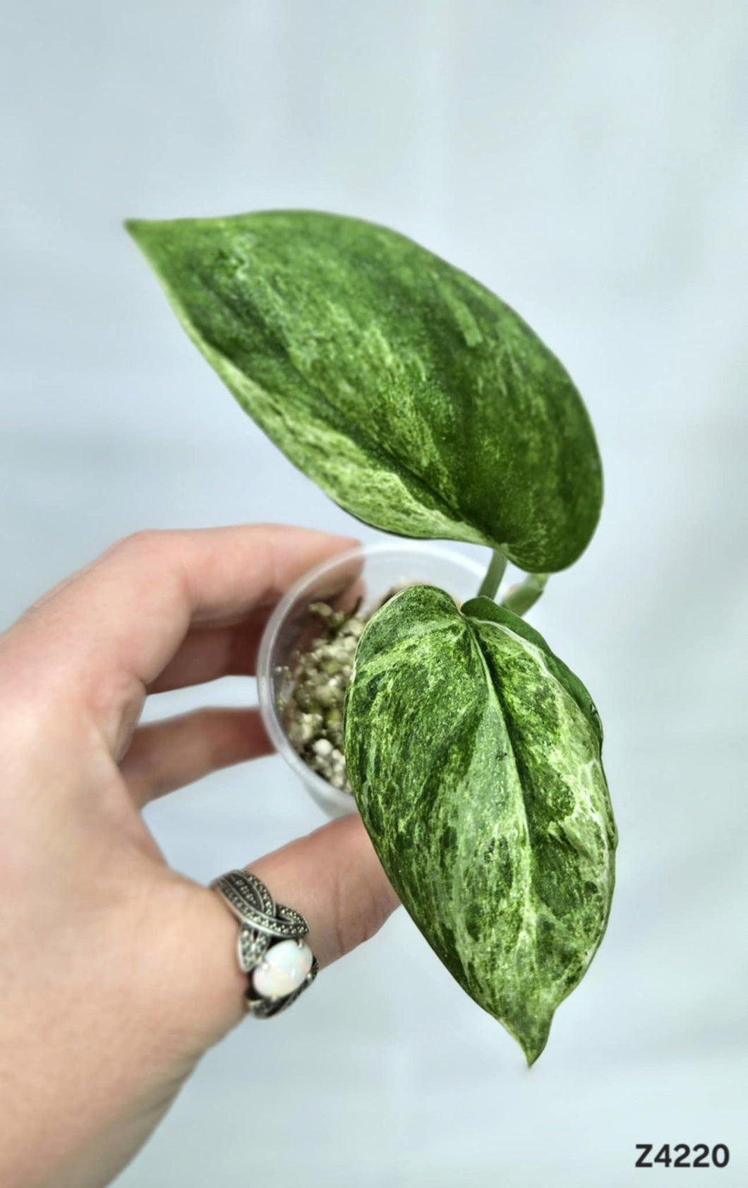 Scindapsus Jade Satin Mint #Z4220