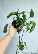 Load image into Gallery viewer, Epipremnum Baltic Blue
