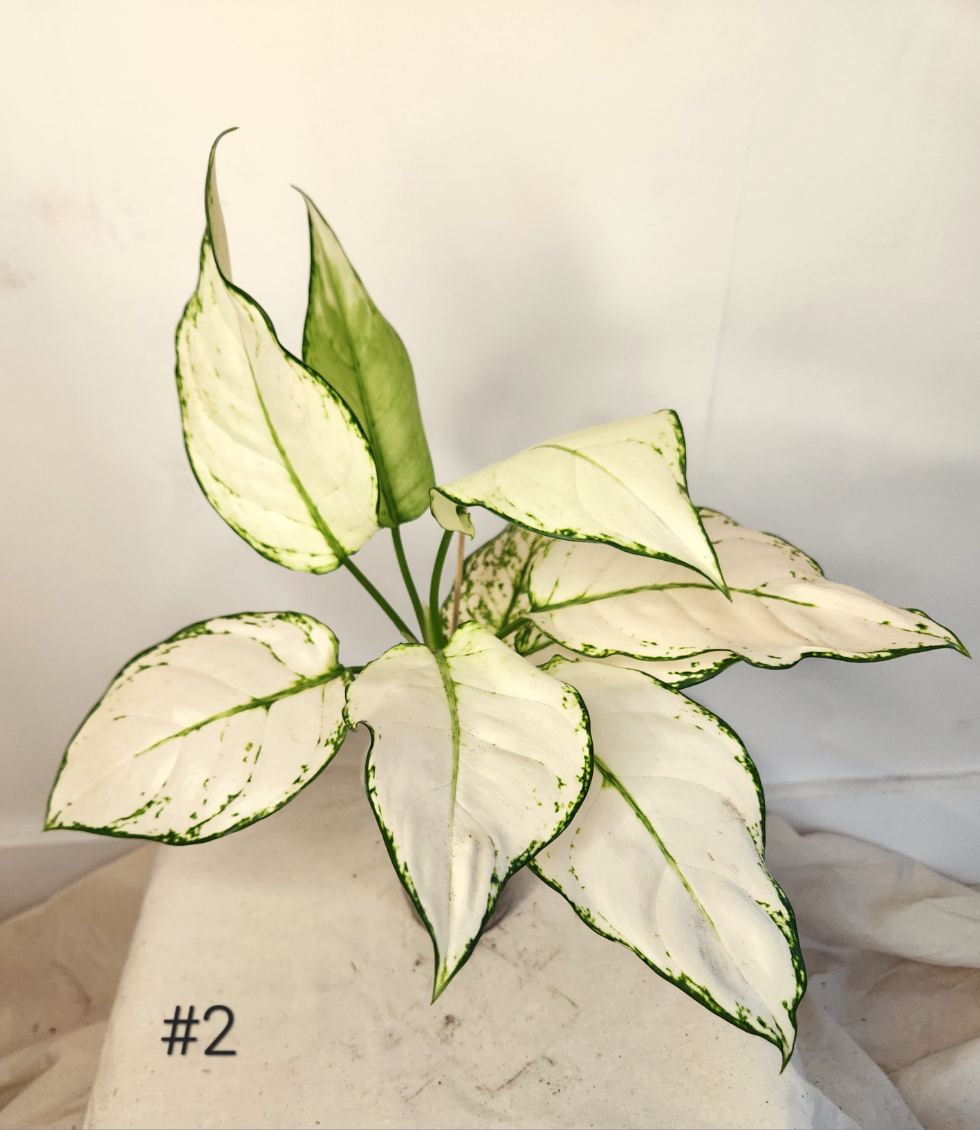 Aglaonema super white