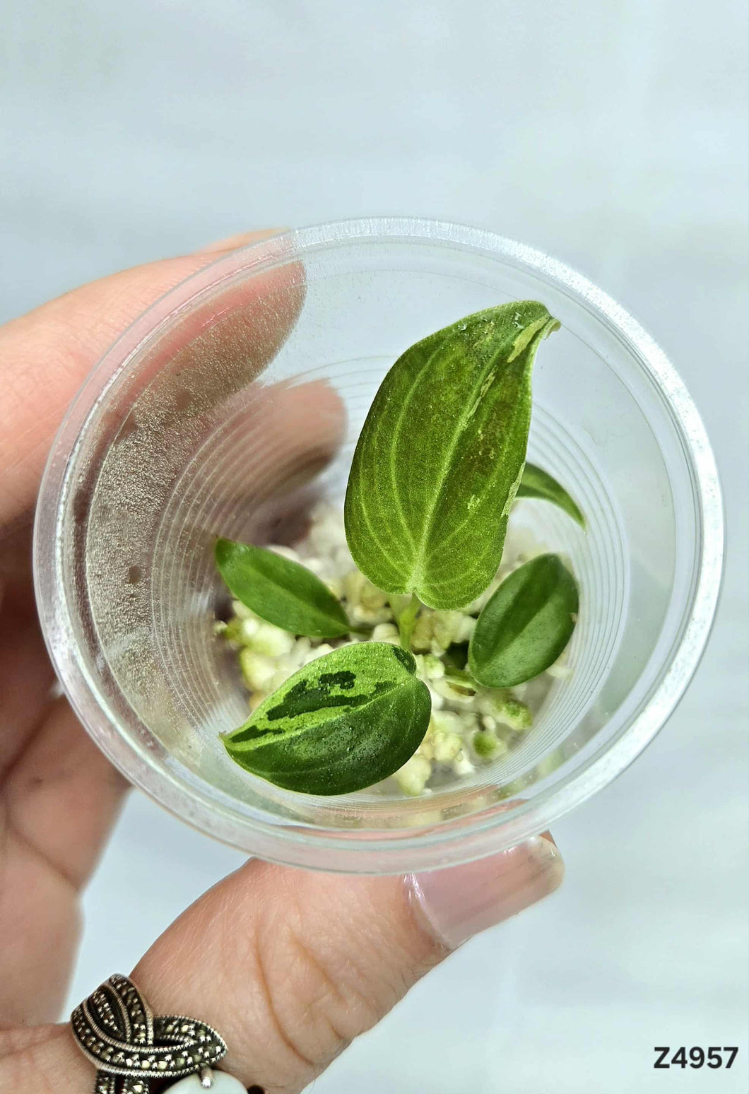 Philodendron Melanochrysum Variegata #Z4957