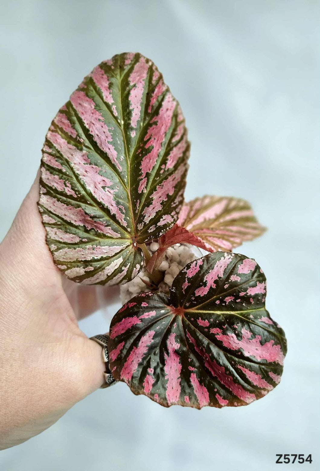 Bégonia Brevirimosa #Z5754