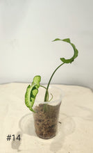 Charger l&#39;image dans la galerie, Syngonium three kings
