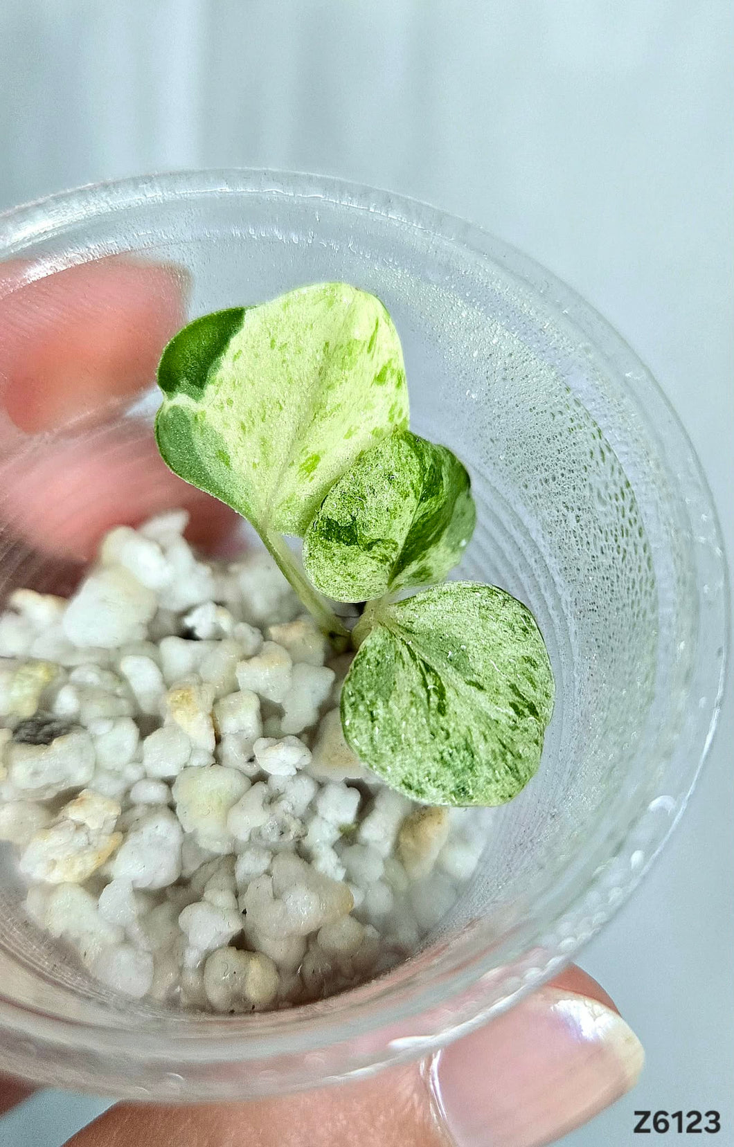 Pothos Manjula #Z6123