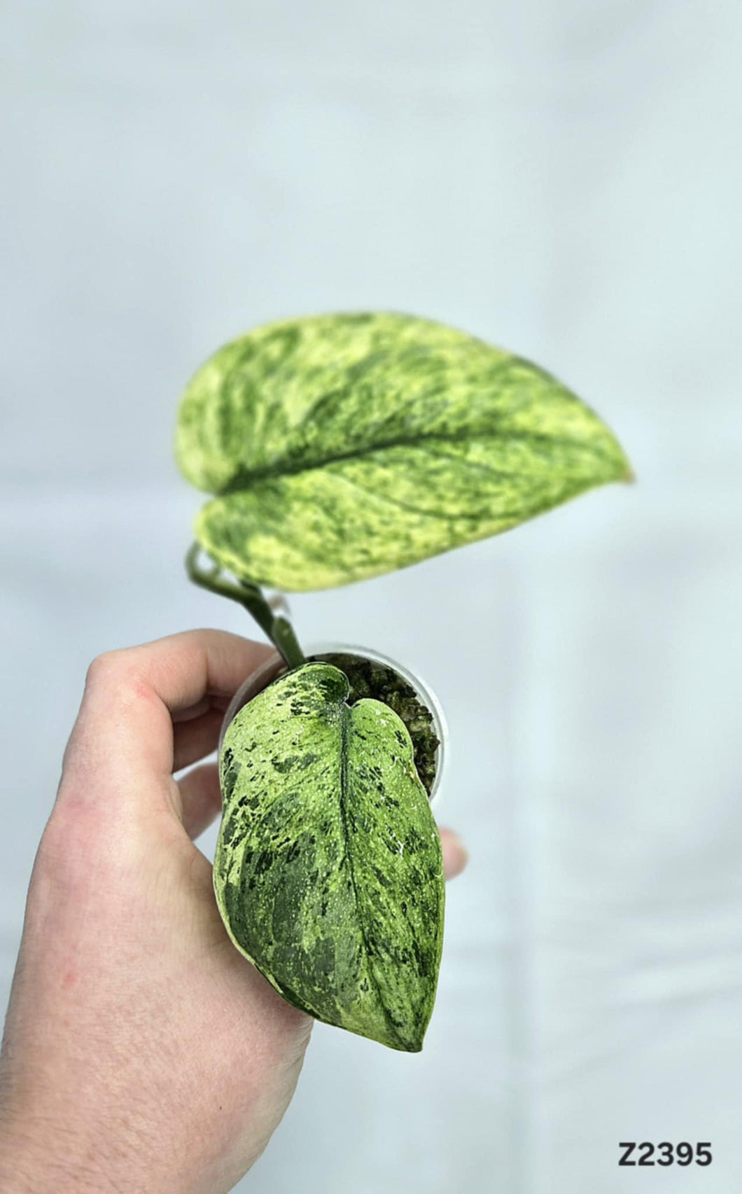 Scindapsus Halimoon #Z2395