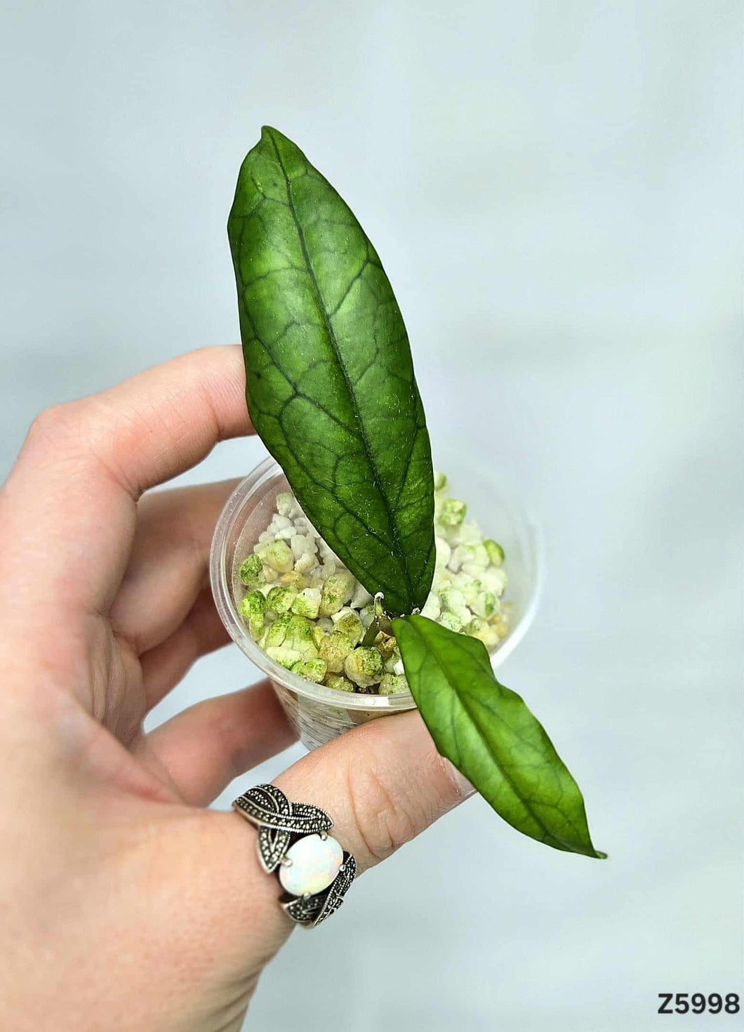 Hoya Mistie ⭐️ #Z5998