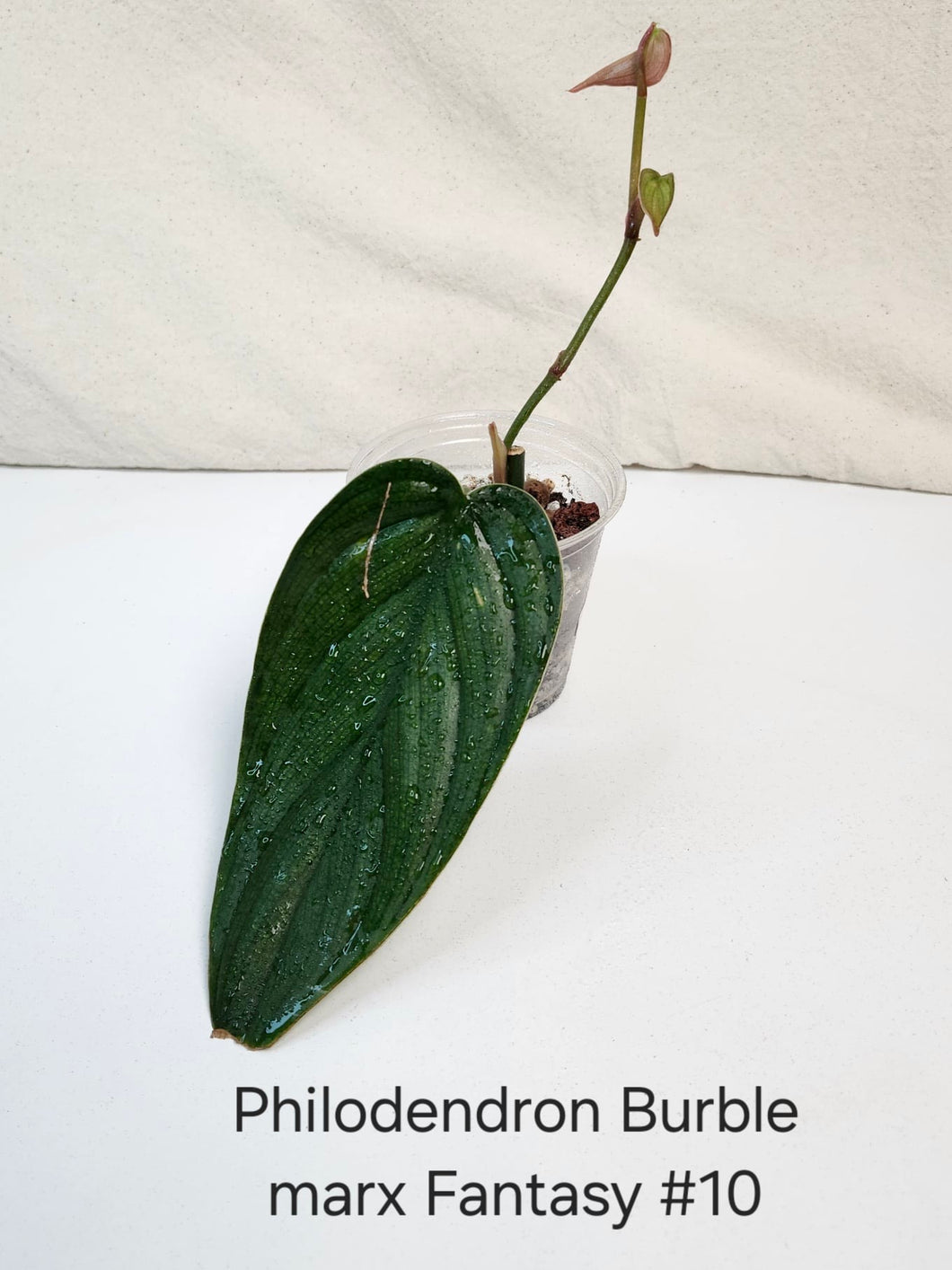 Philodendron burle marx fantasy #10