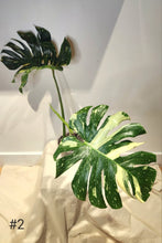Charger l&#39;image dans la galerie, Monstera thaï

