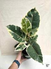 Charger l&#39;image dans la galerie, Ficus Tineke

