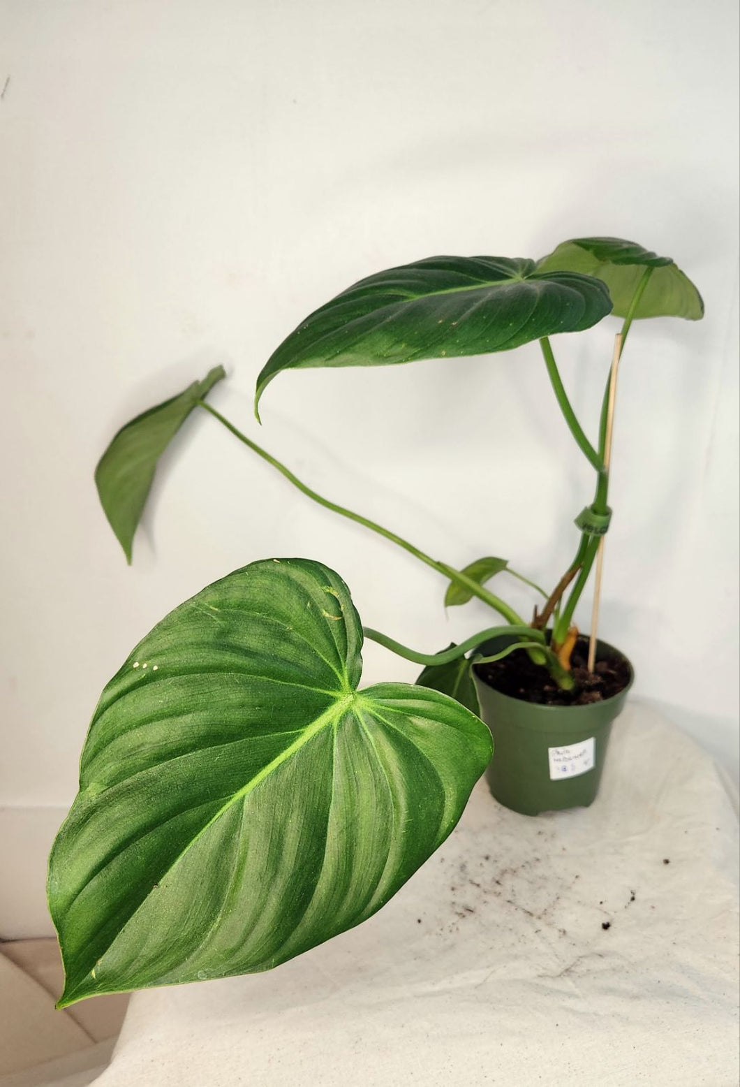 Philodendron Mcdowell