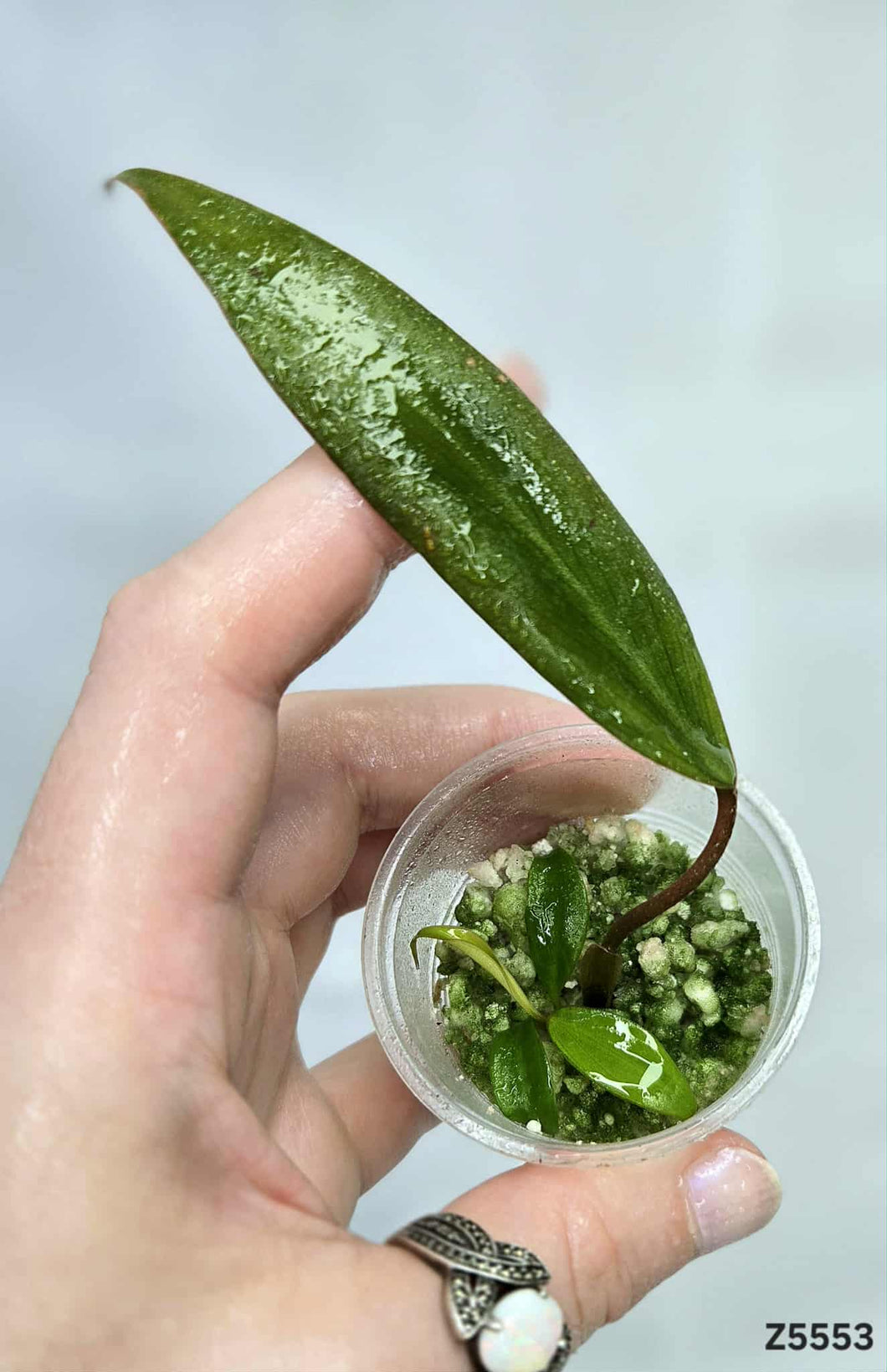 Philodendron Strawberry Shake Revert #Z5553