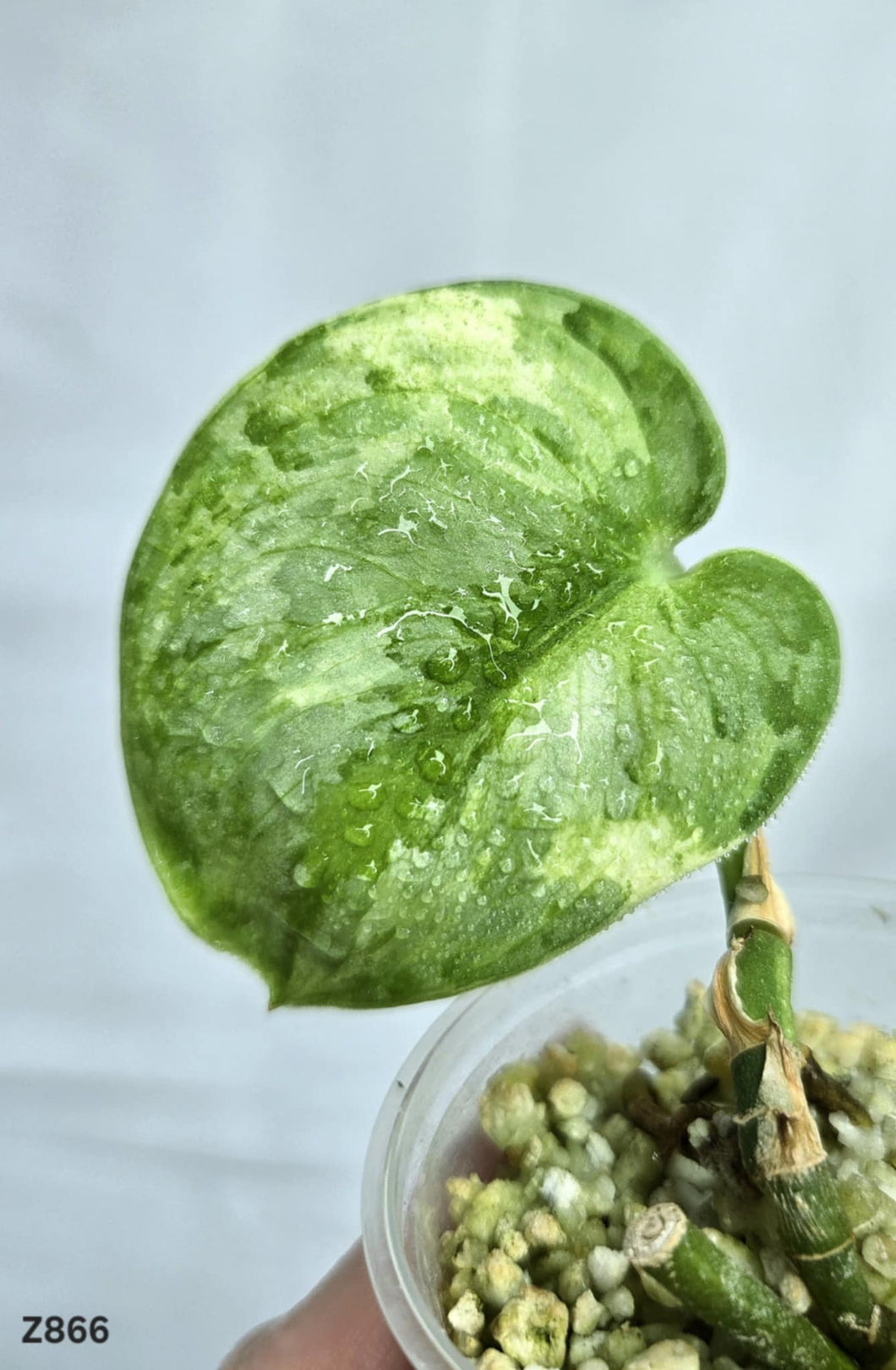 Scindapsus Silver Dark Cloud Variegata #Z866