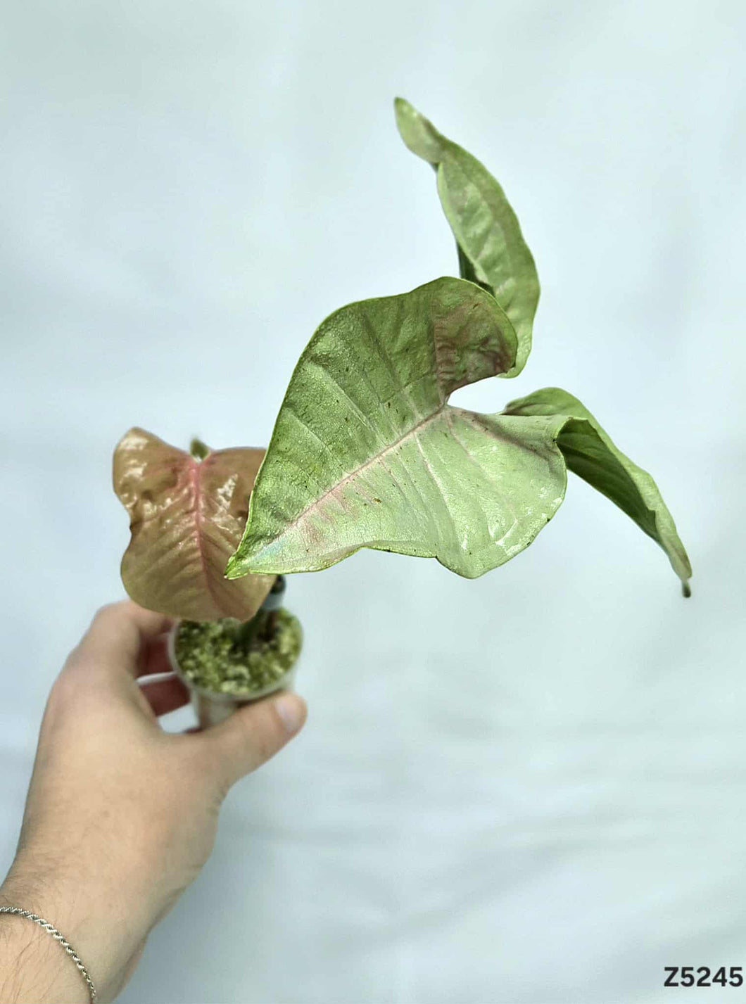 Syngonium Pink #Z5245