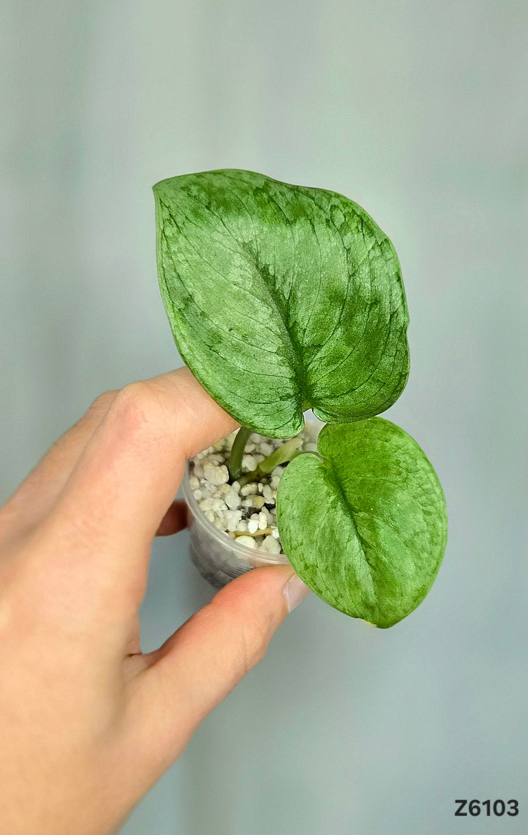 Scindapsus Silver Cloud Tattoo #Z6103