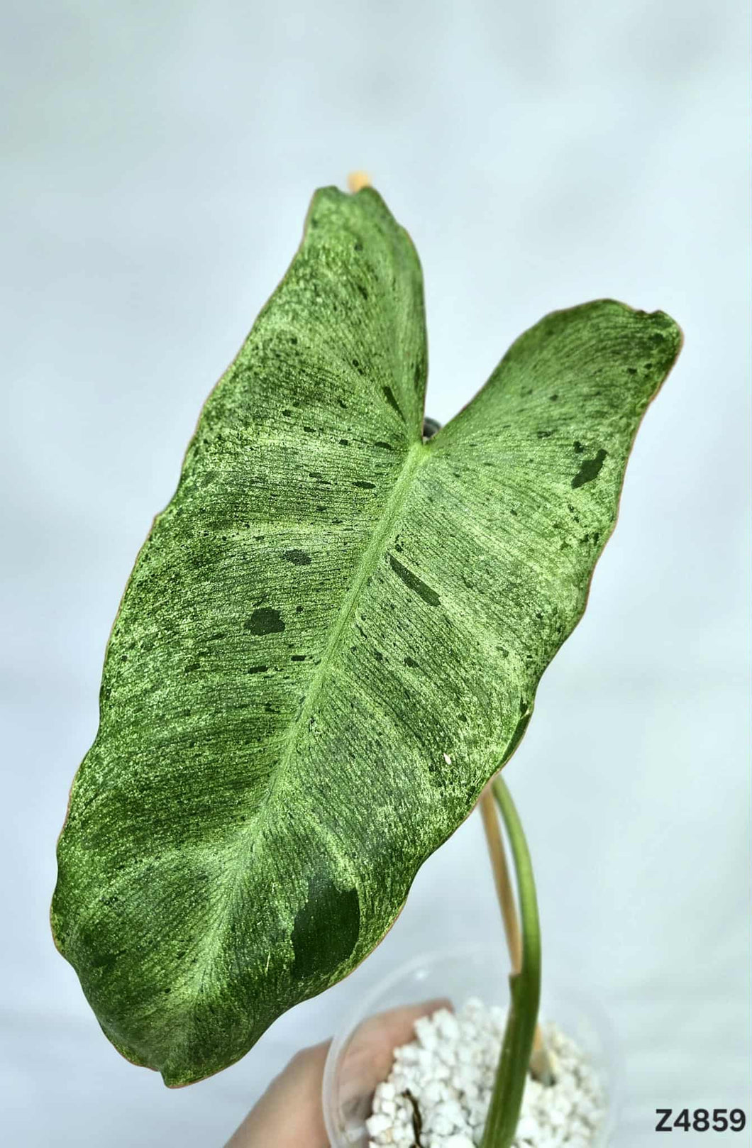 Philodendron Paraiso Verde #Z4859