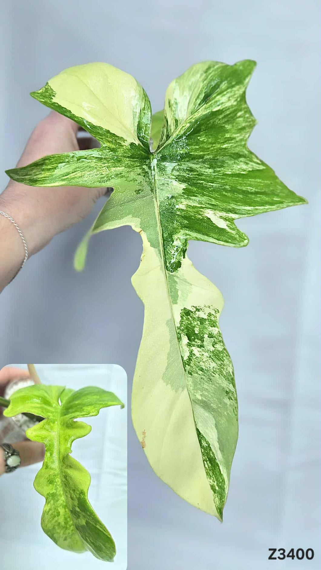 Philodendron Florida Beauty X Mayoi #Z3400